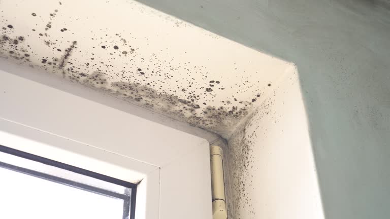 Mold Removal for HVAC Installations in Westhaven Moonstone, CA